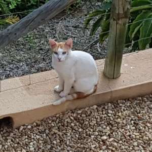 Found: Friendly tame cat abandoned in Valle del Este?