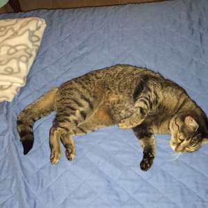 Lost: Small female tabby cat, name of Yana
